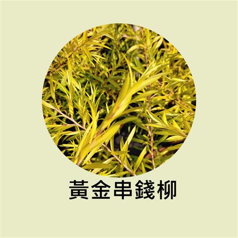 串錢柳風水|【串錢柳風水】串錢柳旺財招福！風水禁忌你要知